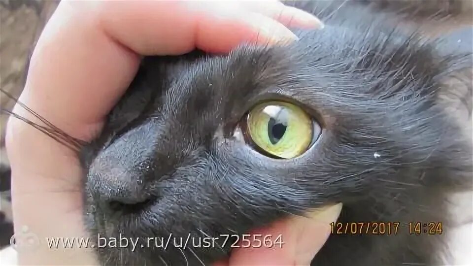 Почему у кошки третье веко. Выпадение третьего века у кошки. выпадение 3 века у котенка. выпадение третьего века у британца. третье веко у котов в норме.