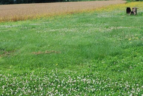 Simple grass
