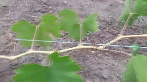 Виноград первого года