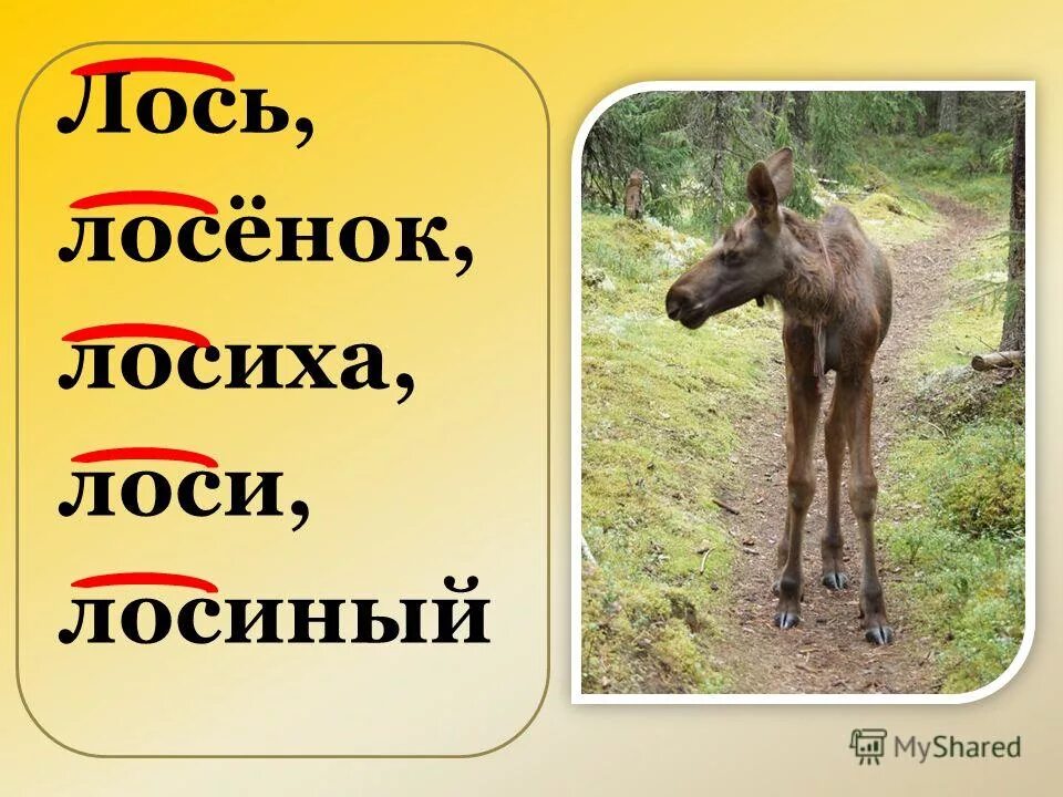 Пиши лось