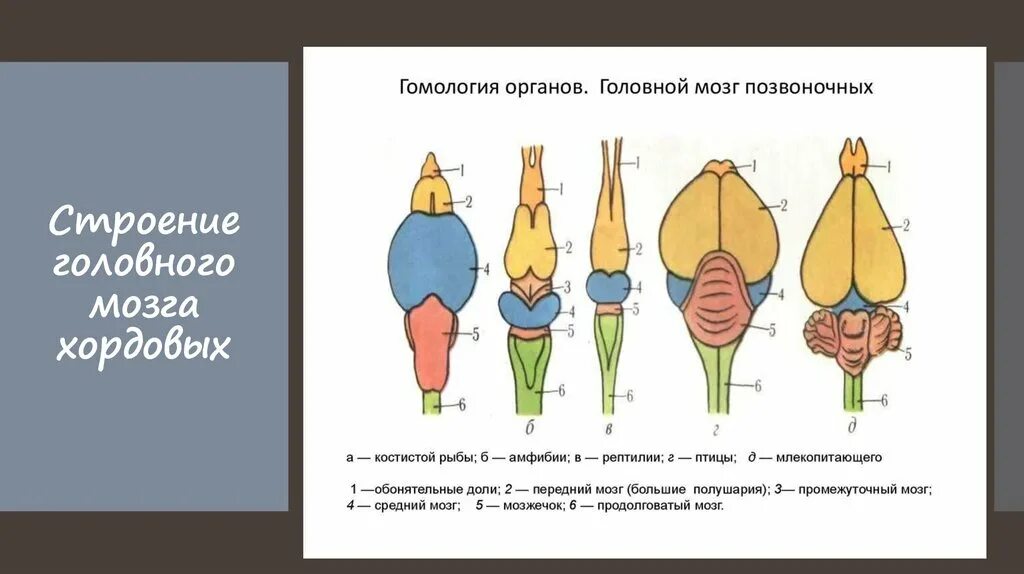 Для ихтиопсидного типа головного мозга характерно. Для ихтиопсидного типа головного мозга характерно
