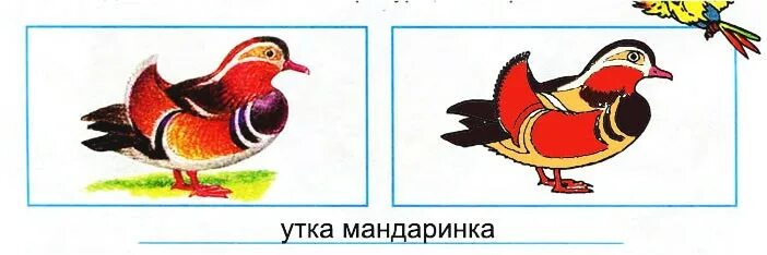 У нашего общительного попугая много. У нашего общительного попугая много друзей среди птиц. птицы 3 класс окружающий мир. части птицы окружающий мир 1 класс.