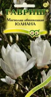 Магнолия дерево семена