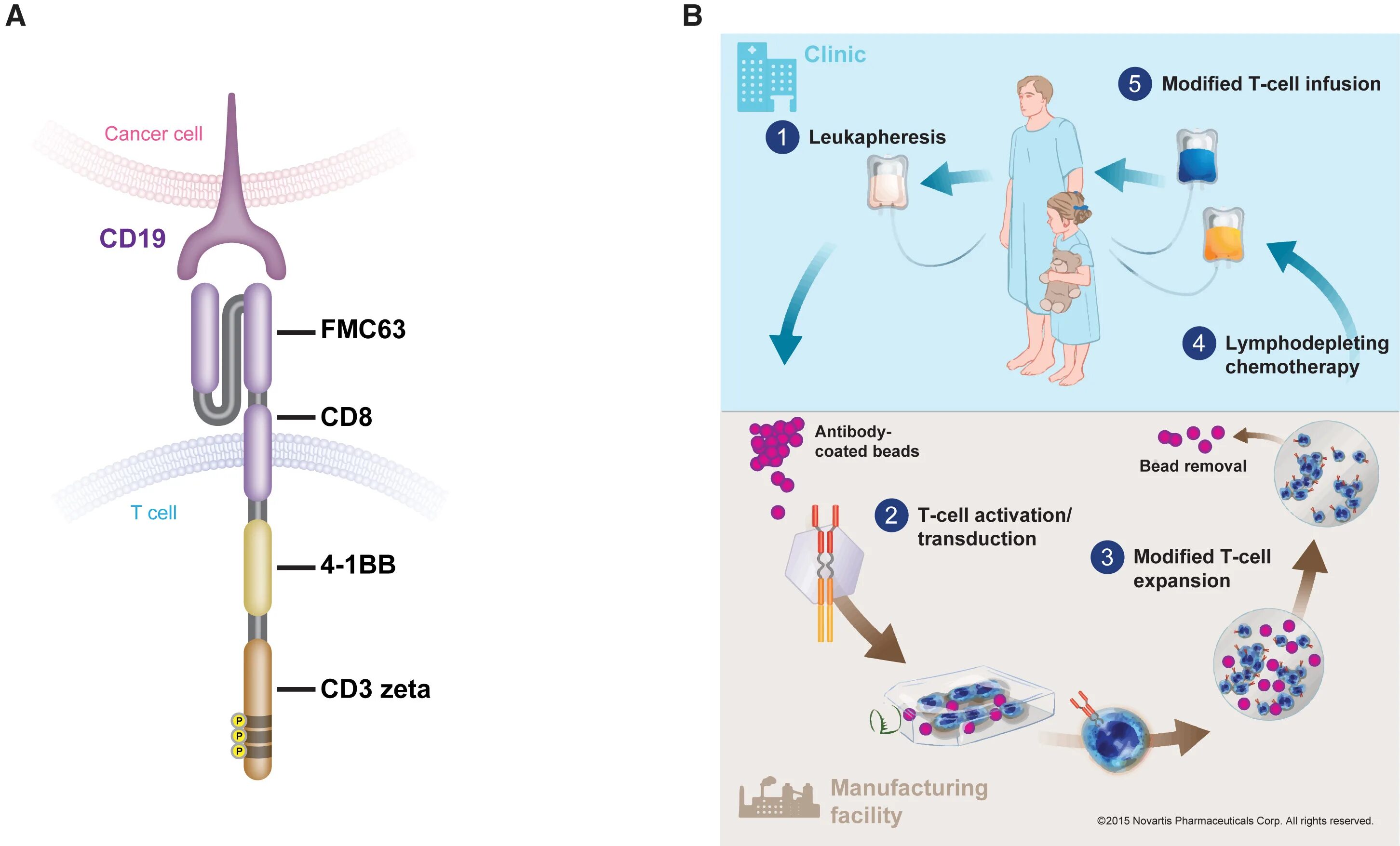 Cell processing. Car-t cell. manufacturing cell. car-t cell production. car t cell therapy.