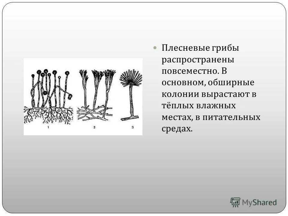 Плесневелые грибы примеры