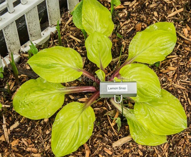 Hosta lemon snap. Хоста лемон зингер. Хоста лемон кисс. Хоста лемон снап. Lemon snap хоста.