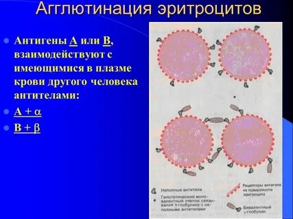 Антитела плазмы