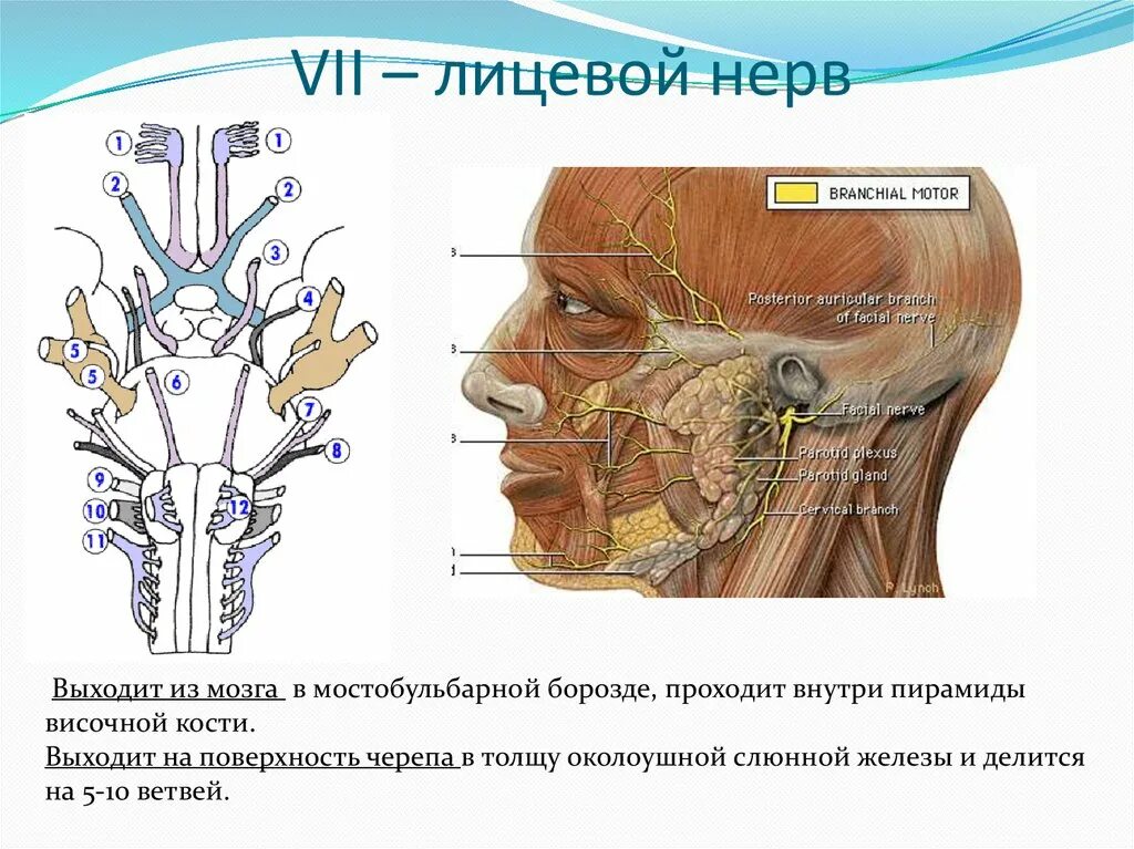 Карта лицевых нервов. Лицевой нерв. Лицевой нерв лицевой нерв. Лицевой нерв рисунок. Ход лицевого нерва на лице.