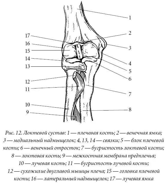 Локтевой сустав схема анатомия. Схема строения локтевого сустава. Строение локтевого сустава человека анатомия. Кости локтевого сустава анатомия.