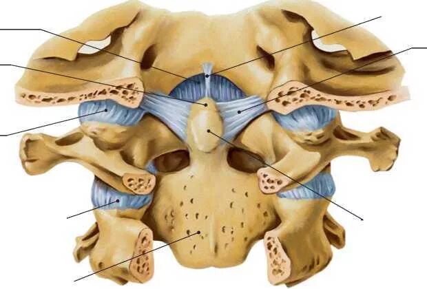 Соединения между затылочной костью. Срединный атланто осевой сустав. Атланто затылочный сустав анатомия. Срединный атлантоосевой сустав анатомия. Атлант затылочный сустав.