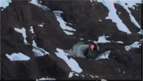 Число королевы мод