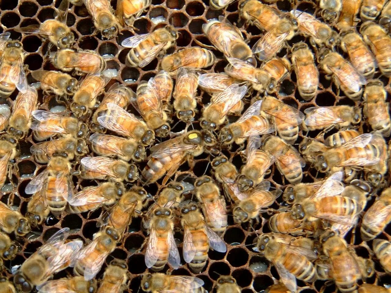 Матка Бакфаст ф1. Пчелы итальянской породы кордован. Пчелиная матка. Трутень Бакфаст. Какая порода пчел