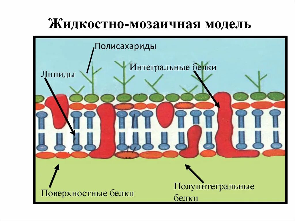 Заякоренные белки мембран. Интегральные белки поверхностные. Плазматическая мембрана интегральные белки. Интегральные белки поверхностные. Поверхностные белки.