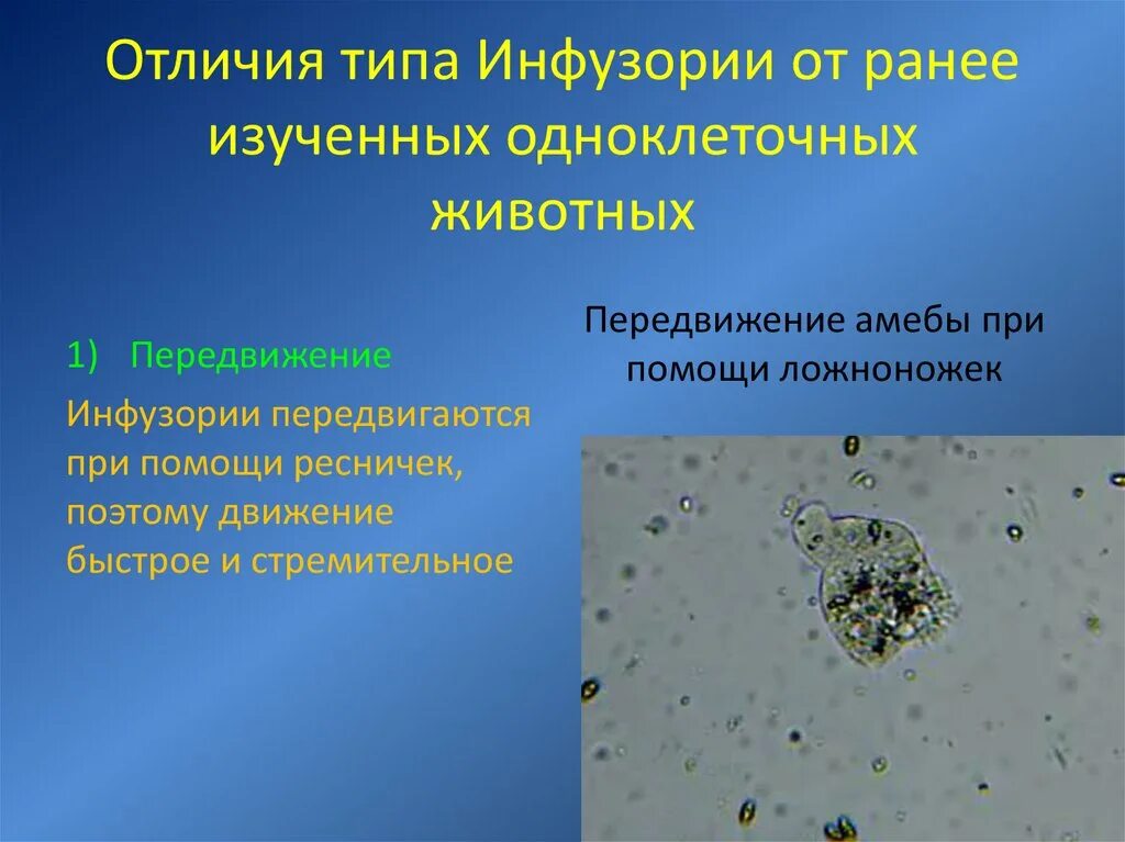 Изучение строение и передвижение одноклеточных животных. Инфузория передвигается с помощью. Раздражимость инфузории. Передвижение животных типа инфузории. Инфузория туфелька ложноножки