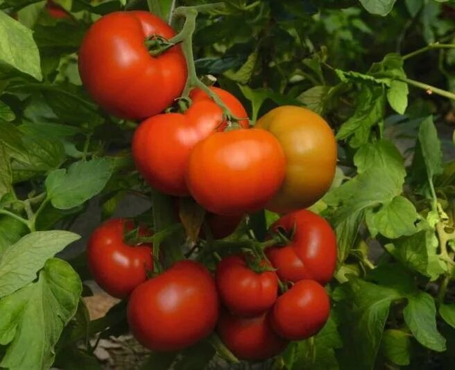 Go go tomato