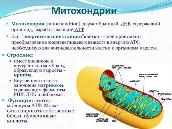Митохондрия сеть функции. Митохондрии строение и функции. структуры клетки строение функции митохондрии. митохондрии строение и функции эукариотической клетки. строение митохондрии рисунок.