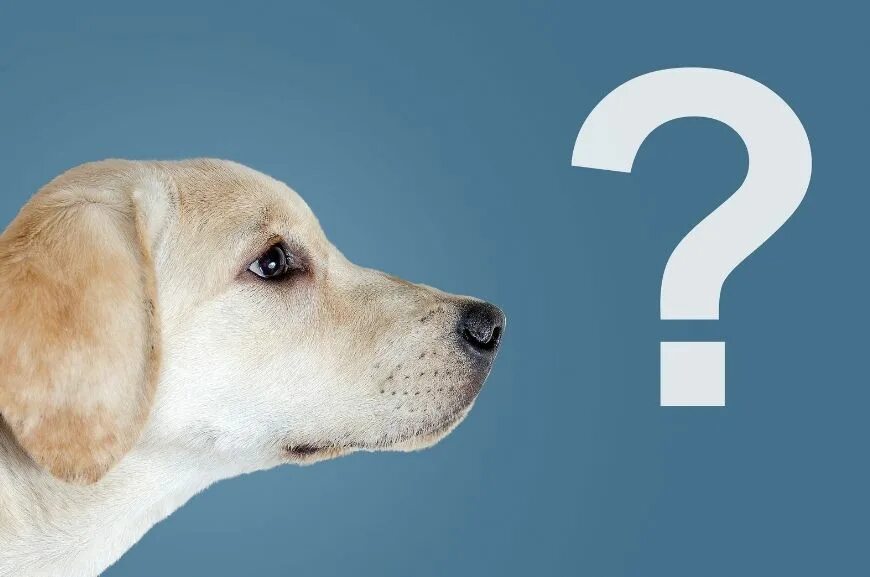 Задумчивая собака. Собака с вопросом. Dogging questions. Sophie collins. Dogging questions.