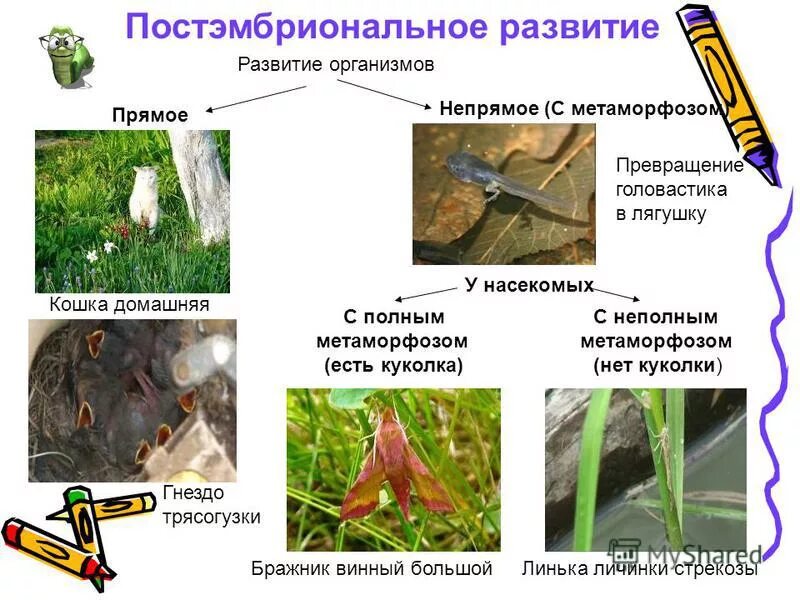 превращение стрекозы. поденки полное или неполное превращение. развитие насекомых с неполным превращением отряд стрекозы. личинки и имаго стрекозы. стрекоза коромысло полное или неполное превращение.