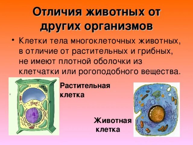 Отличие животных от других организмов. Отличие растительной клетки от других. Отличия растительной клетки. Отличия животной клетки.