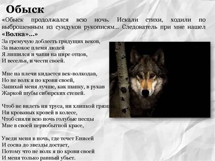 Волк ответы