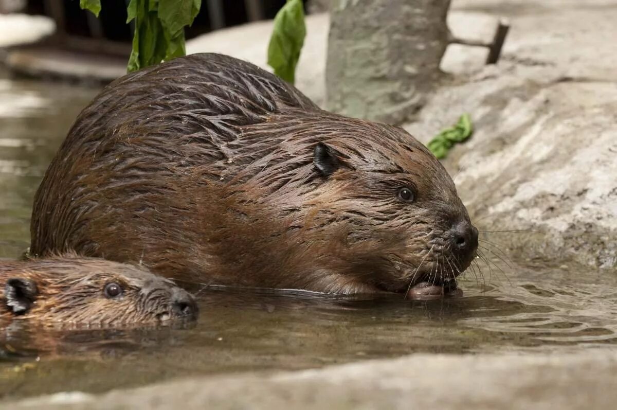 Бобры полуводные млекопитающие. Канадский Бобр (Castor canadensis). Бобр Речной обыкновенный. Бивер бобер. Европейский Бобр.