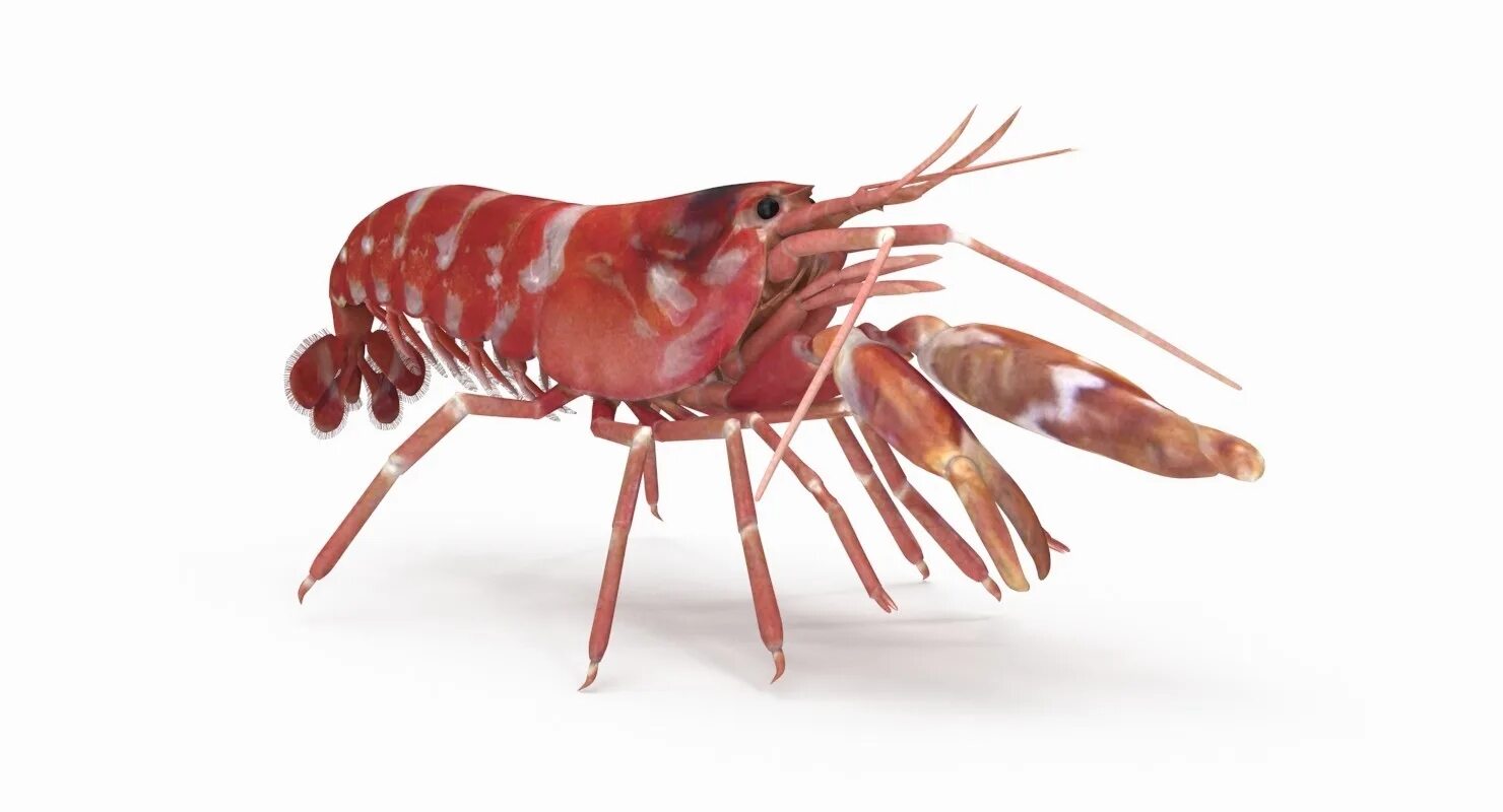 креветка 3. анатомия лангустинов. креветка. три креветки. креветка 3.
