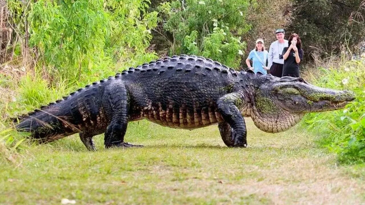 Самый большой аллигатор. Гигантский гребнистый крокодил. Самый большой крокодил в мире аллигатора.