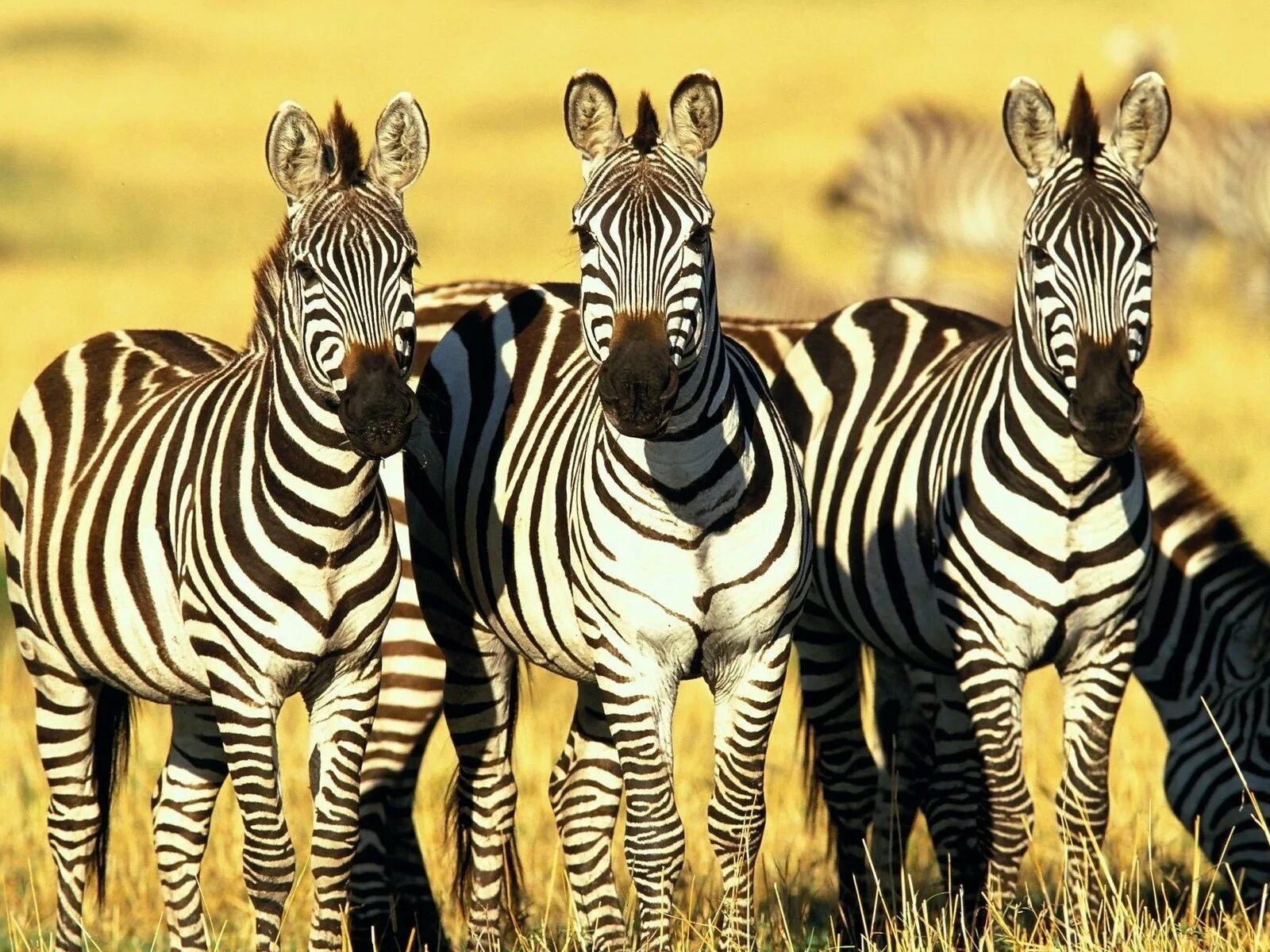 Африканский Зебра в саванне. Непарнокопытные зебры. Бурчеллова Зебра.