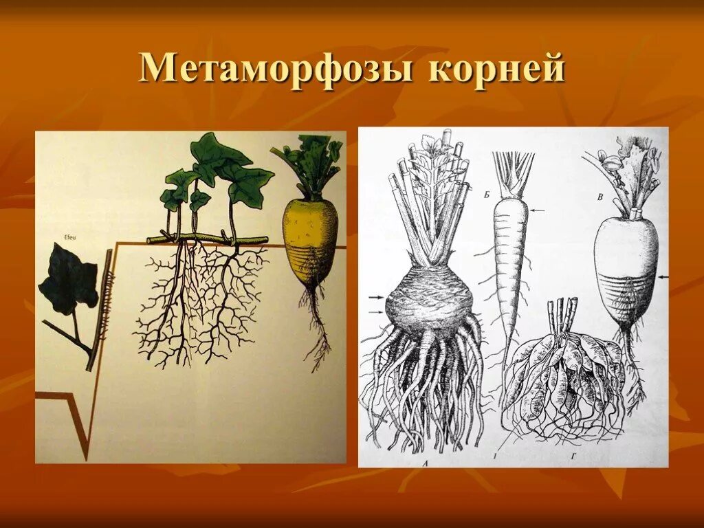 Корневые видоизменения. Метаморфозы корня. Метаморфозы корневища. Корнеплоды метаморфозы.