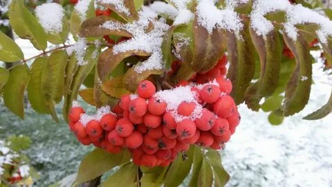 Рябина зимой листья
