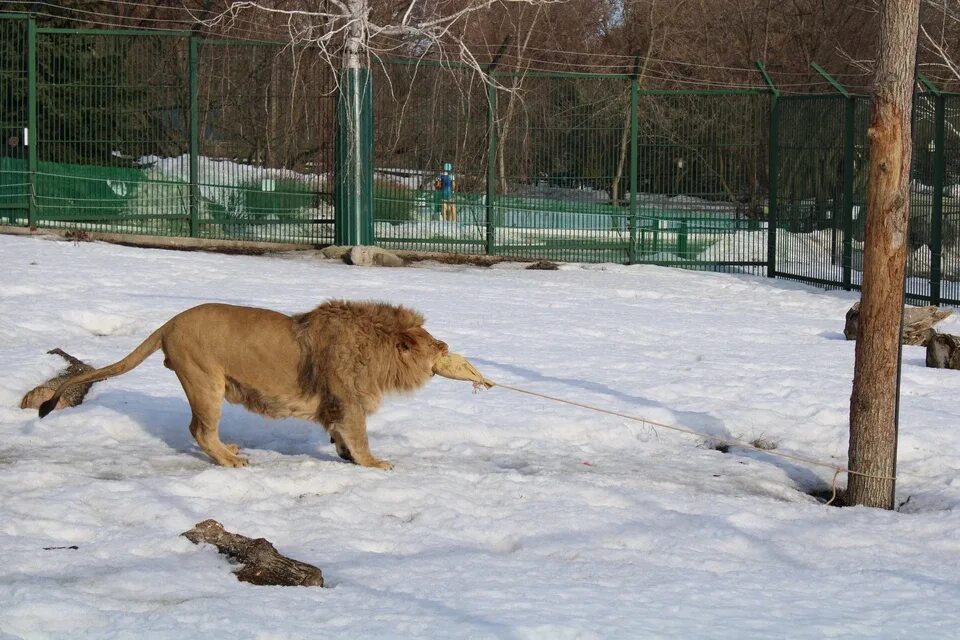 Лев есть в зоопарке. Пензенский зоопарк Пенза. Лев Пензенского зоопарка. Пенза зоопарк Лев. Зоопарк Пенза 2023.