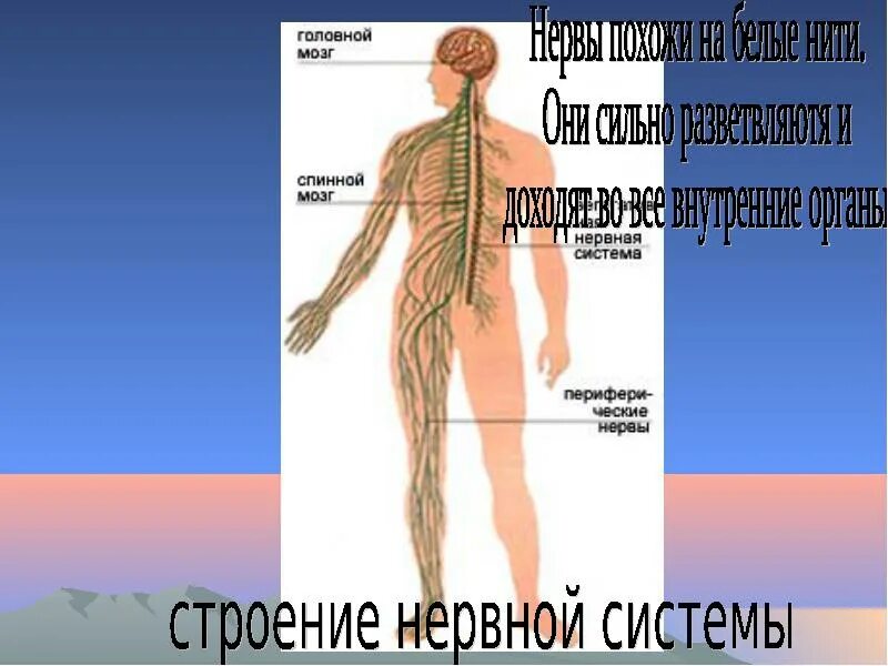 Работа по теме нервная система 9 класс. Нервная система человека. строение нервной системы. нервная система человека презентация. нервная система человека анатомия.