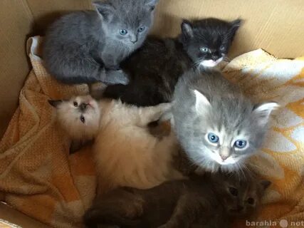 Кошки вологда