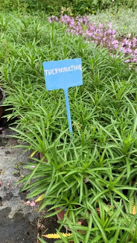 анапский питомник.