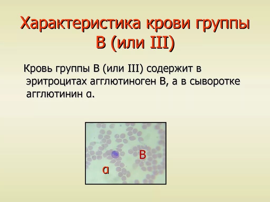 3 Группа крови. Характеристика групп крови. Группа крови в III. Особенности 3 группы крови. Характеристика второй группы крови