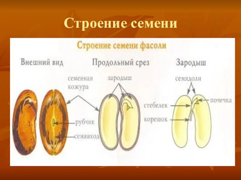 Орган размножения и расселения. Строение семени и размножение у растений.. Плод фасоли строение семени. Семя орган размножения и расселения растений. Строение семени цветковых.