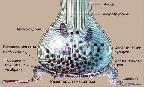 Синапс это