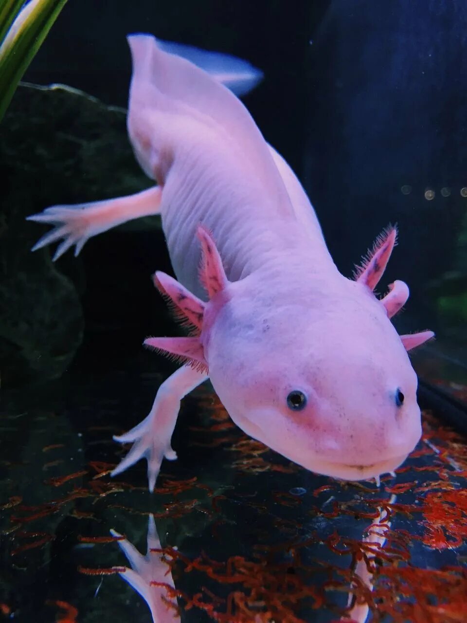 Gfp аксолотль. Аксолотль. Мексиканская саламандра аксолотль. Аксолотль текстура. Мексиканская саламандра аксолотль.
