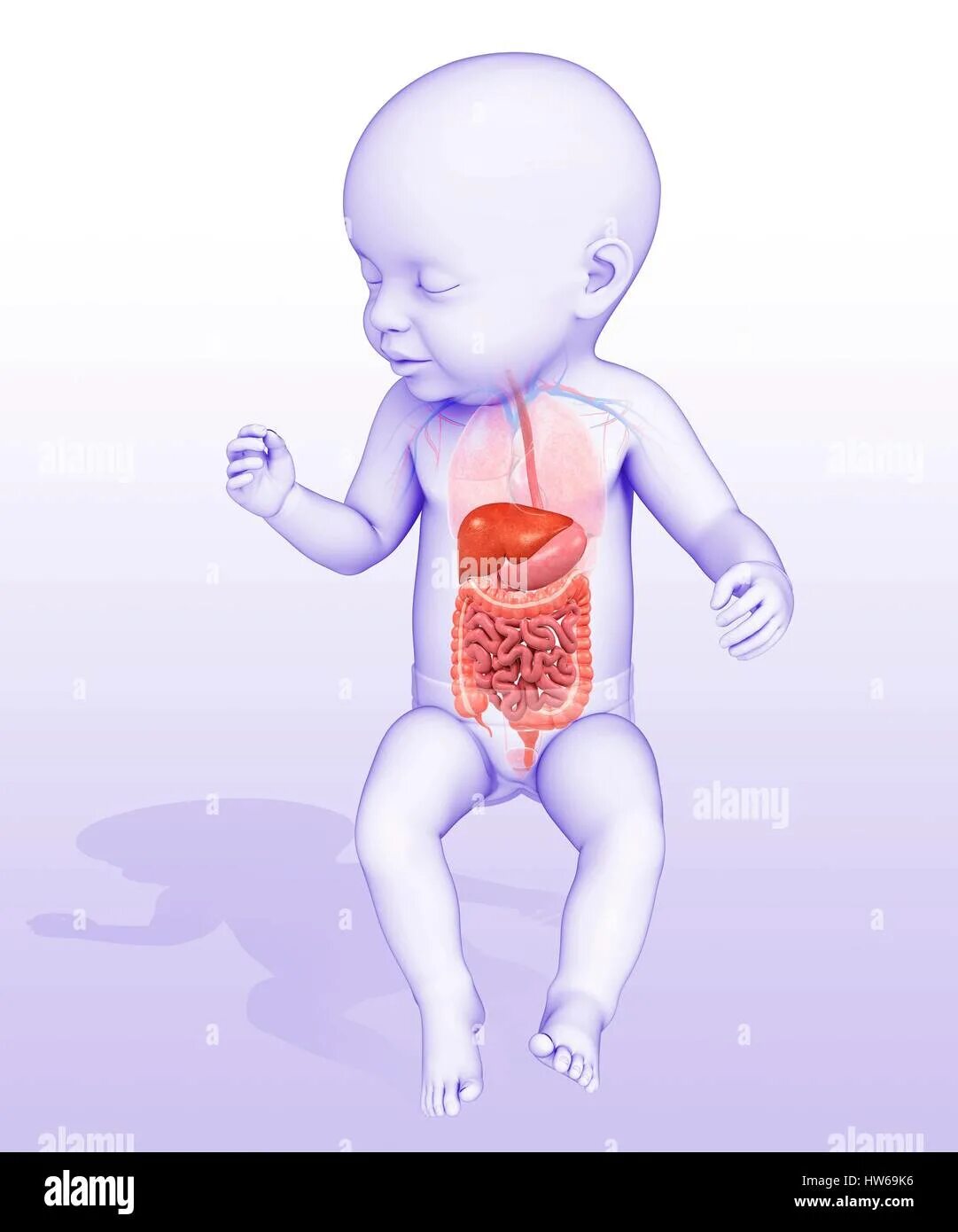 Пищеварительная система для детей. Пищеварительная система у новорожденных. Анатомия для детей пищеварительная система. Для пищеварения новорожденному. Пищевод у новорожденного