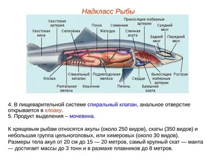 Выделительная система хрящевых