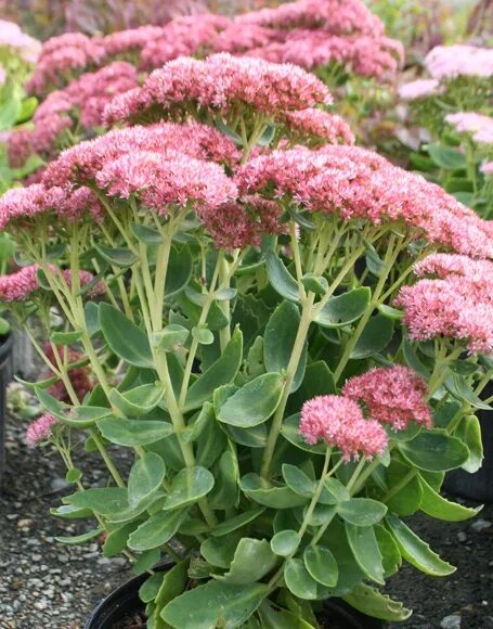 Очиток видный размножение. Очиток видный &#039;brilliant&#039;. очиток тандерхед. sedum spectabile brilliant.
