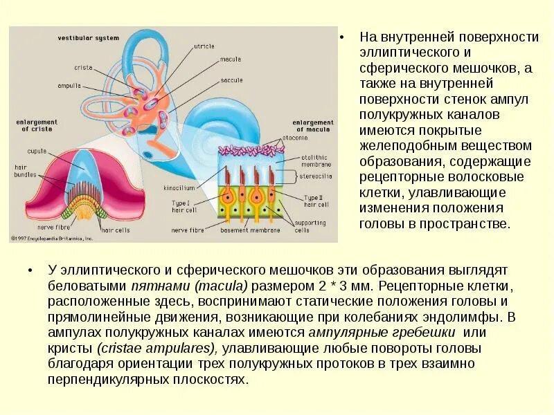 А также внутреннее и