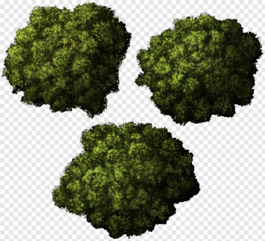 Деревья вид сверху. Деревья сверху для плана. Деревья лес в плане. Деревья сверху. Деревья лес в плане.