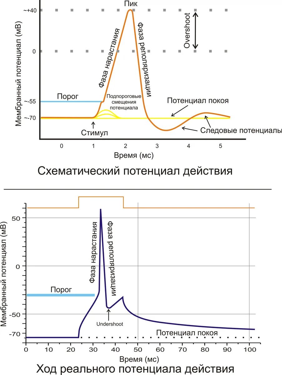 Реверсия потенциала действия. Мембранный потенциал схема. График потенциала покоя физиология. Стандартный электродный потенциал реакции формула. Схема потенциала действия.