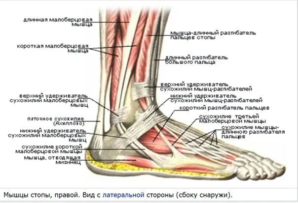 Болит нога лодыжка сбоку. Болит стопа ноги снизу. Почему болит нога в стопе снизу. Почему болит кость ступни снизу.