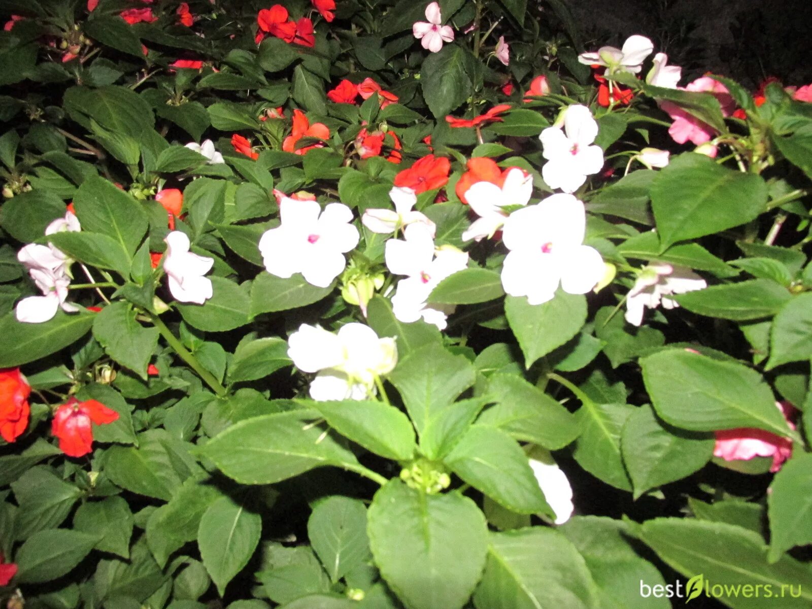File:Balsam flower 7.JPG - Wikimedia Commons