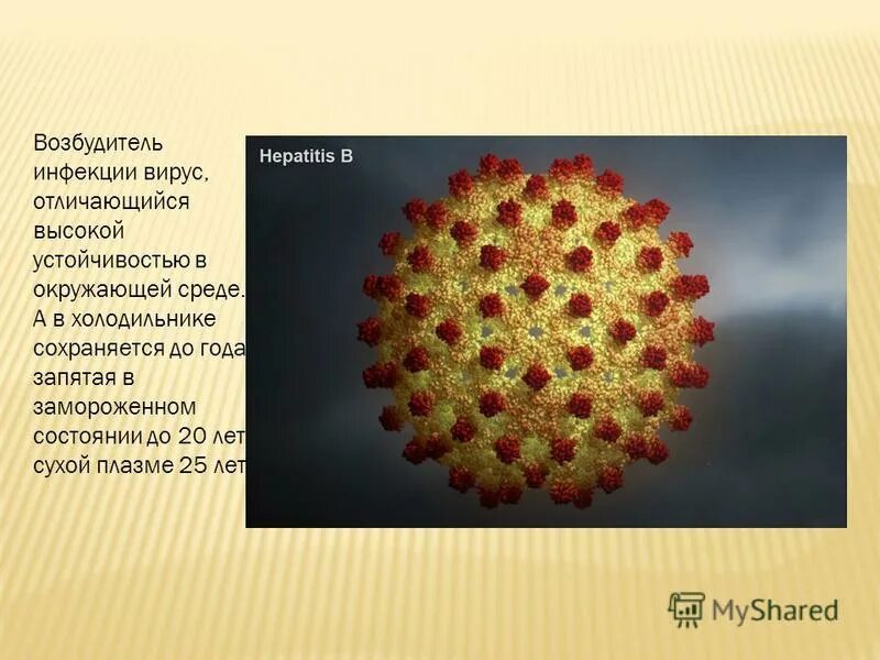 возбудитель гепатита а строение. возбудитель гепатита а. вирусный гепатит а возбудитель. вирусный гепатит б возбудитель. характеристика вирусов гепатитов.