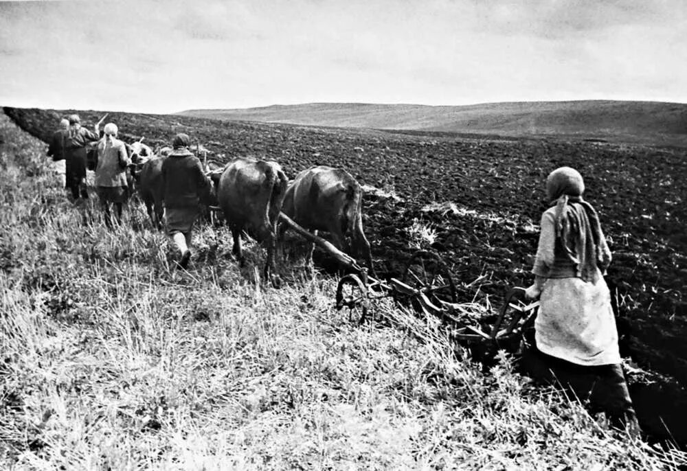 Восстановление колхоза. Сельское хозяйство татарстана в годы великой отечественной войны. Сельское хозяйство в годы войны. Восстановление колхоза. Восстановление колхоза.