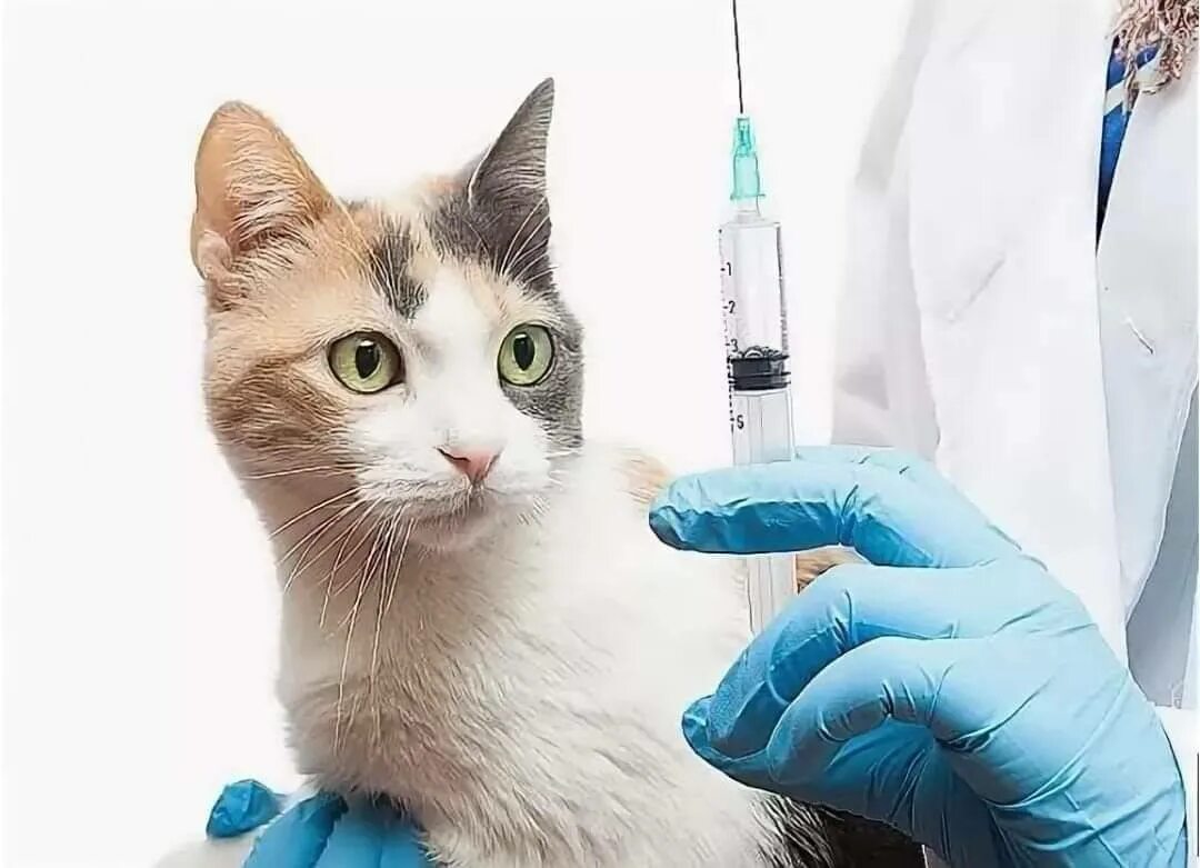 Вакцинация животных от бешенства. Котик вакцинация. Прививка кошке. Вакцинация домашних питомцев. Болезни кошек прививки.