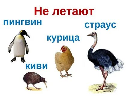 Какие куры не летают
